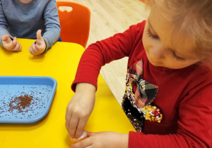 Dziewczynka sieje rzeżuchę w żółtym, plastikowym opakowaniu po Kinder Niespodziance, w którym znajduje się wata.