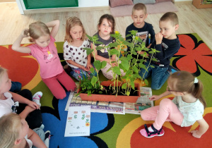 Dzieci siedzą w kole. Przed nimi stoją słoneczniki w doniczce. Dzieci oglądają roślinki.