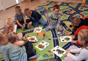 Dzieci siedzą na dywanie i oglądają plansze edukacyjne przedstawiające drzewa.